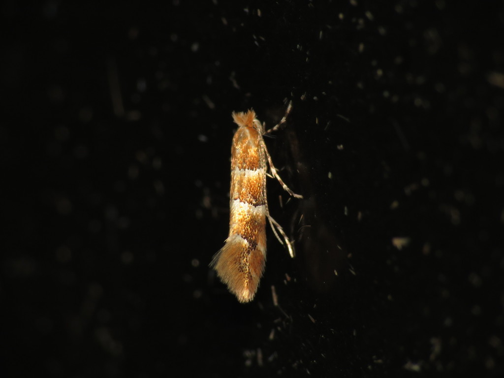 Elm Midget