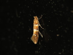 Phyllonorycter tristrigella
