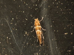 Phyllonorycter tristrigella