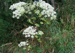 Angelica dahurica