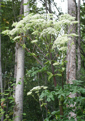 Angelica dahurica