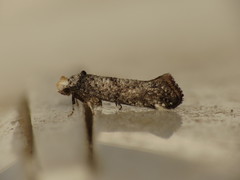 Swammerdamia pyrella