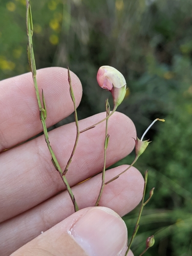 Image of Agalinis strictifolia by (c) Alison Northup, some rights reserved (CC BY)
