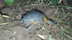 Elachistocleis pearsei