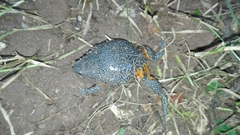 Elachistocleis pearsei