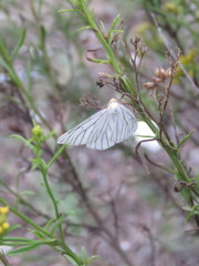 Neuromelia selectata