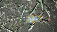 Elachistocleis pearsei