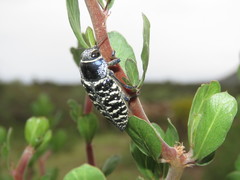 Lampetis dilaticollis