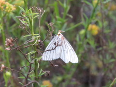 Neuromelia selectata