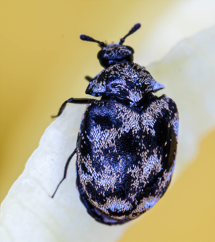 Australian Carpet Beetle - The Australian Museum