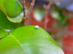 Phocides polybius phanias