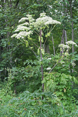 Angelica dahurica