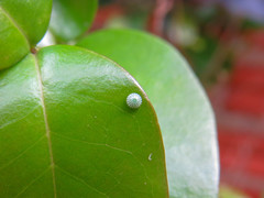 Phocides polybius phanias