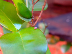 Phocides polybius phanias