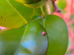 Phocides polybius phanias