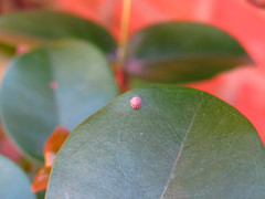 Phocides polybius phanias