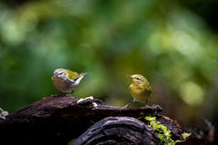 Leiothlypis peregrina