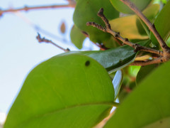 Phocides polybius phanias