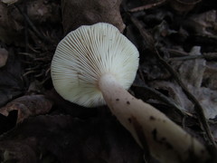 Lactarius cinereus