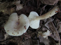 Lactarius cinereus