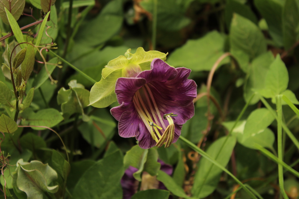 Cobaea scandens (Cobaea scandens)