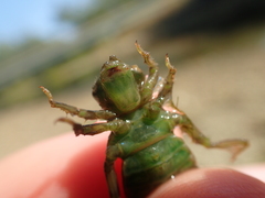 Ophiogomphus