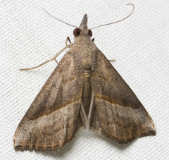 Hypena degesalis