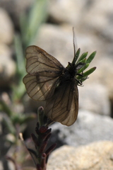 Heterogynis penella