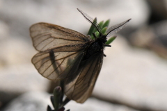 Heterogynis penella