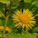 Yellow Oxeye - Photo (c) Nuuuuuuuuuuul, some rights reserved (CC BY)