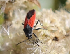 Melanopleurus belfragei