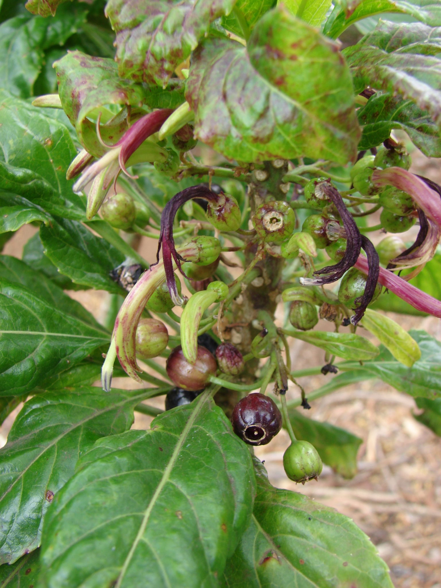 Delissea rhytidosperma