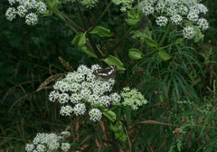 Angelica dahurica