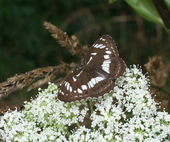 Limenitis doerriesi