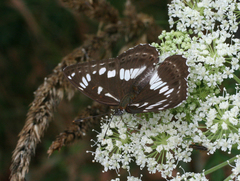 Limenitis doerriesi