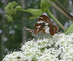 Limenitis doerriesi