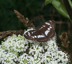 Limenitis doerriesi