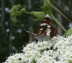 Limenitis doerriesi