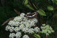 Limenitis doerriesi