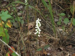 Spiranthes niklasii