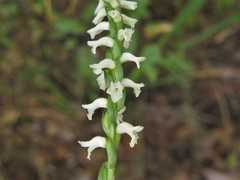 Spiranthes niklasii