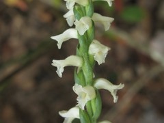 Spiranthes niklasii