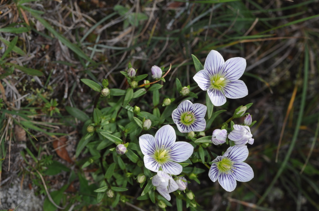 Gentianella multicaulis