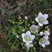 Gentianella multicaulis - Photo (c) aacocucci, some rights reserved (CC BY-NC), uploaded by aacocucci