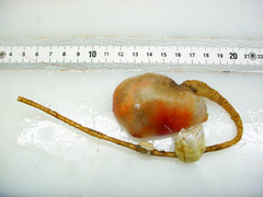Boltenia ovifera