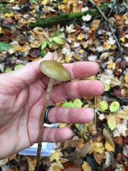 Phaeonematoloma myosotis