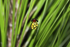 Micrathena glyptogonoides