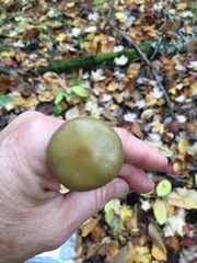 Phaeonematoloma myosotis