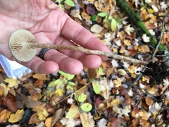Phaeonematoloma myosotis