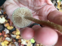 Phaeonematoloma myosotis